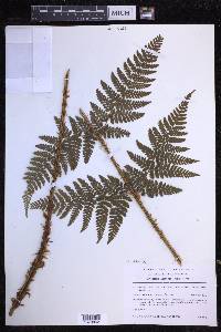 Dryopteris dilatata image