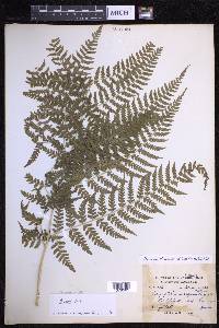 Dryopteris caroli-hopei image