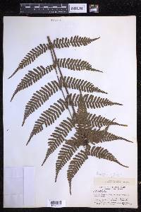 Dryopteris erythrosora image