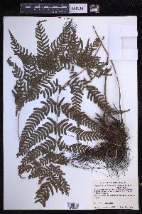 Dryopteris erythrosora image