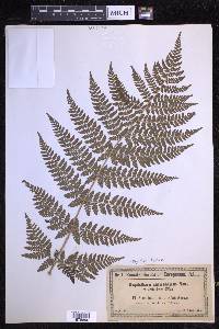 Dryopteris dilatata image