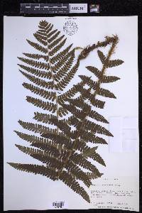 Dryopteris crassirhizoma image