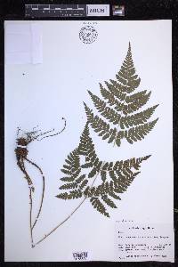 Dryopteris dilatata image