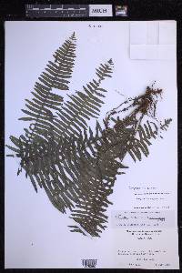 Serpocaulon wagneri image