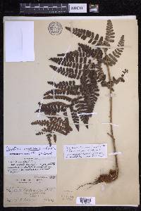 Dryopteris chrysocoma image