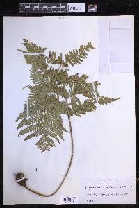 Dryopteris erythrosora image