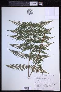 Dryopteris erythrosora image