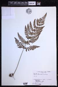 Dryopteris erythrosora image