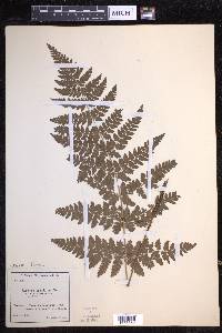 Dryopteris dilatata image