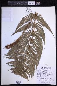 Dryopteris pseudovaria image