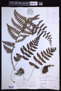 Dryopteris chrysocoma image