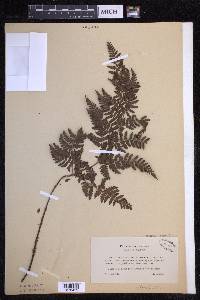 Dryopteris aemula image