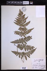 Dryopteris dilatata image