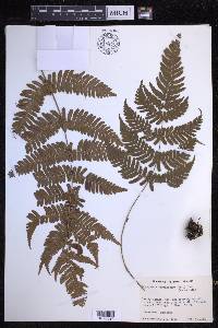 Dryopteris erythrosora image