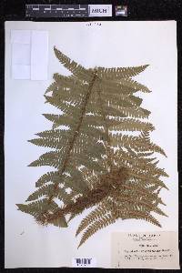 Dryopteris crassirhizoma image