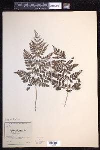 Dryopteris dilatata image