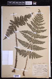 Dryopteris dilatata image