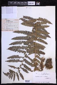 Dryopteris crassirhizoma image