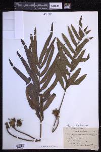 Serpocaulon triseriale image