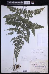 Dryopteris caroli-hopei image