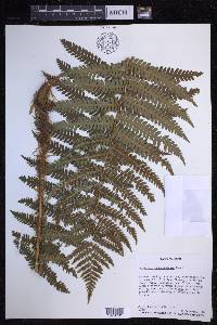 Dryopteris crassirhizoma image