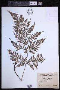 Dryopteris aemula image