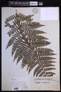 Dryopteris chrysocoma image