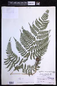 Dryopteris caroli-hopei image