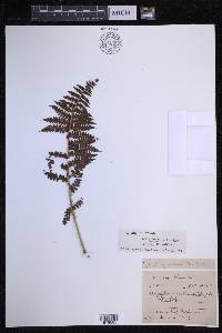 Dryopteris chrysocoma image