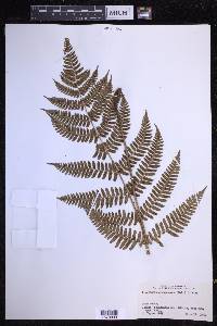 Dryopteris erythrosora image