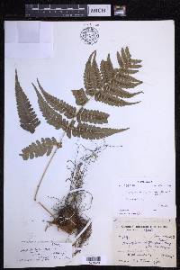 Dryopteris pseudovaria image