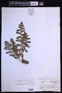 Dryopteris barbigera image