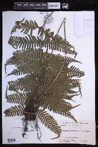 Dryopteris erythrosora image