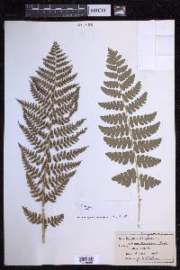 Dryopteris chrysocoma image