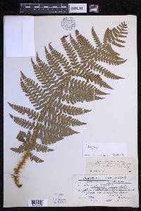 Dryopteris chrysocoma image