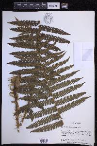 Dryopteris crassirhizoma image