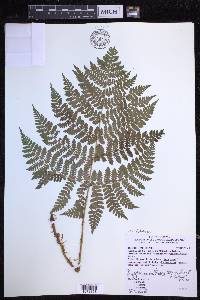 Dryopteris dilatata image