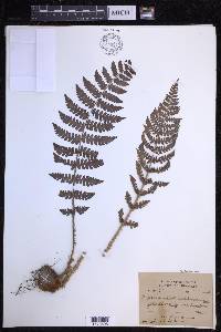 Dryopteris chrysocoma image