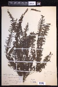 Terpsichore asplenifolia image