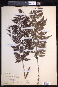 Dryopteris dilatata image