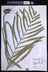 Serpocaulon triseriale image