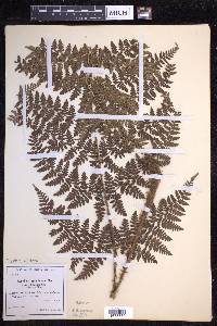 Dryopteris dilatata image