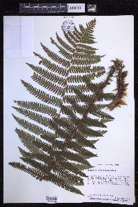 Dryopteris crassirhizoma image