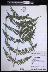 Dryopteris erythrosora image