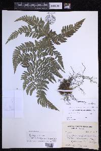 Dryopteris caroli-hopei image