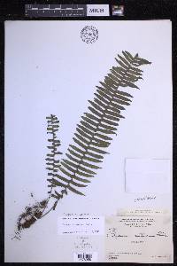 Serpocaulon wagneri image