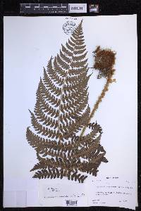 Dryopteris chrysocoma image