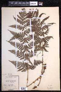 Dryopteris dilatata image