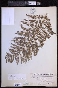 Dryopteris chrysocoma image