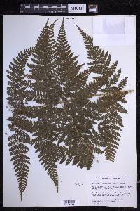 Dryopteris expansa image